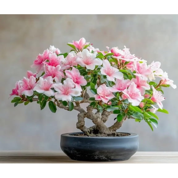 10 Carolina Azalea Flower Seeds for Planting - Rhododendron