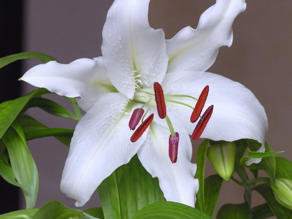 10 Casa Blanca Lily Bulbs