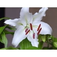 thumbnail image 1 of 10 Casa Blanca Lily Bulbs, 1 of 1