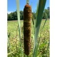 10 Cattail Plants Live Plants FREE SHIPPING