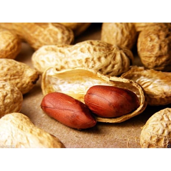 10 Champ Peanut Seeds (Shell) Early Maturing Virginia-Type Peanut