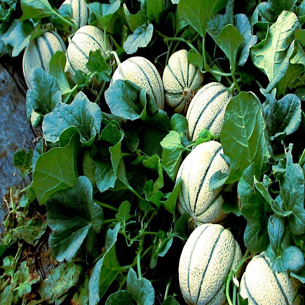 10 Charentais Melon Cantaloupe Seeds NONGMO Organic Garden Fruit