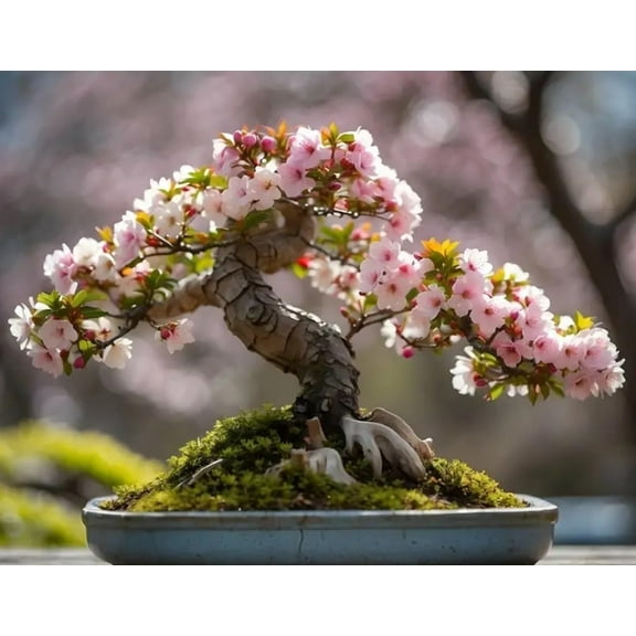 10 Cherry Blossom Bonsai Tree Seeds for Planting