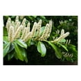 10 Cherry Laurel Trees Live Plants for Planting, Cherry Laurel Bush 6