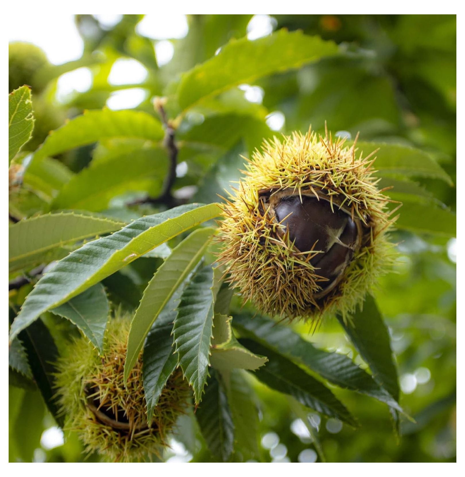 10 Chestnut Tree Seeds - Walmart.com