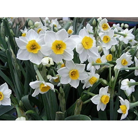 10 Chinese Sarced Paperwhite Bulbs