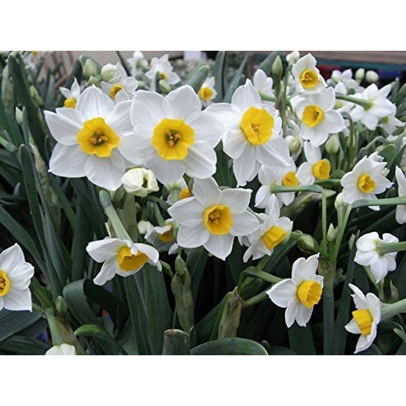 10 Chinese Sarced Paperwhite Bulbs