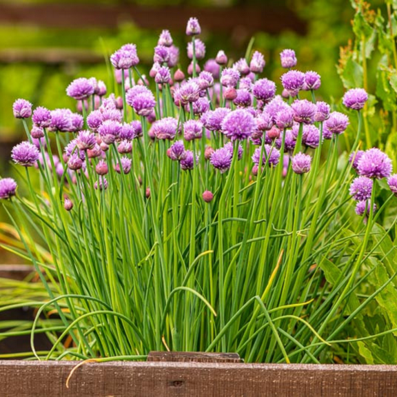 10 Chives Plants Live, Hardy Heirloom Leeks Chives Herb Well Rooted, 4-8 Tall for Gardening