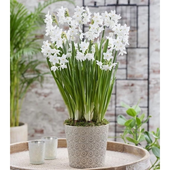 10 Christmas Daffodil Bulbs - Ziva Paperwhite Bulbs - Fast Flowering Indoor Blooms - Largest Bulbs Available - Paperwhite Bulbs for Forcing Indoors, Bonsai Plant