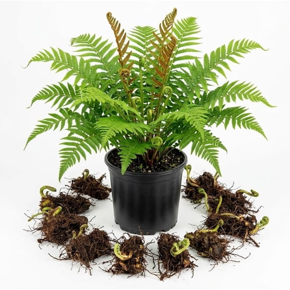 10 Cinnamon Fern Rhizomes Green Ferns Live Plants, Fresh Perennial Ferns 3-6" Long Bare Roots