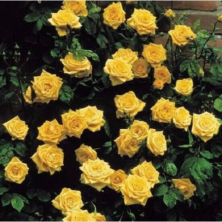 10 Climbing Yellow Rose Seeds Flower Bush Perennial Bloom Shrub Flower Seed 1301