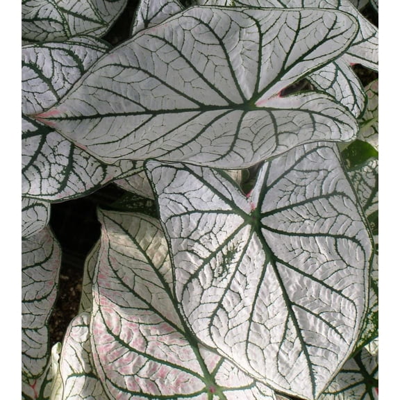 (10) Colorful Shade Loving Fancy Caladium White Christmas Bulbs for Growing Your Own Caladium Plants
