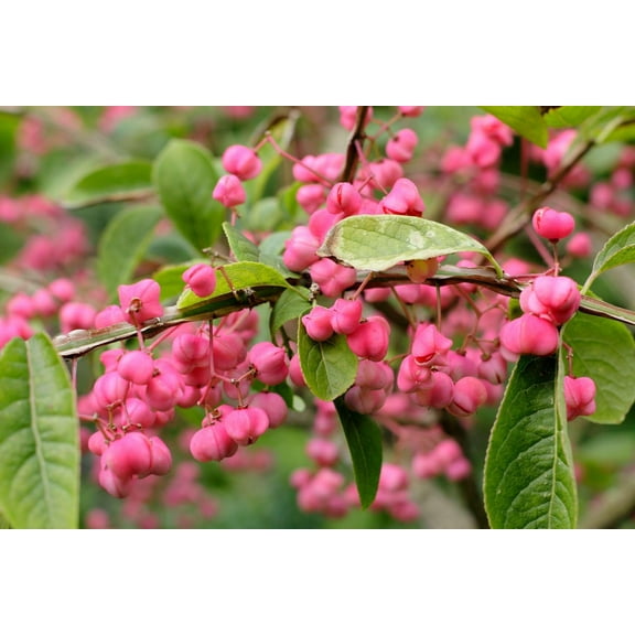 10 Cork Spindle Shrub Seeds - Euonymus phellomanus