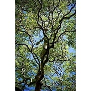 10 Corkscrew Willow Tree Cuttings - Fast Growing Trees for Privacy or Shade - Unique Curly Branches