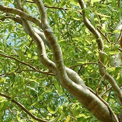 Corkscrew Willow Tree Cuttings Leaves And Branches Curl Very