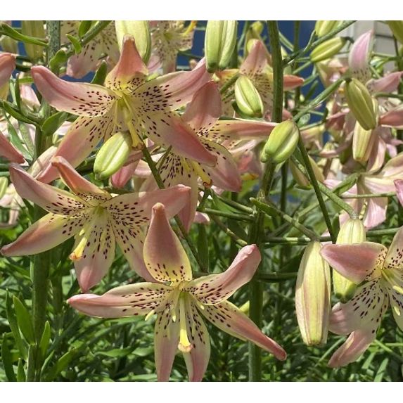 10 Corsage Lily Bulbs - Walmart.com