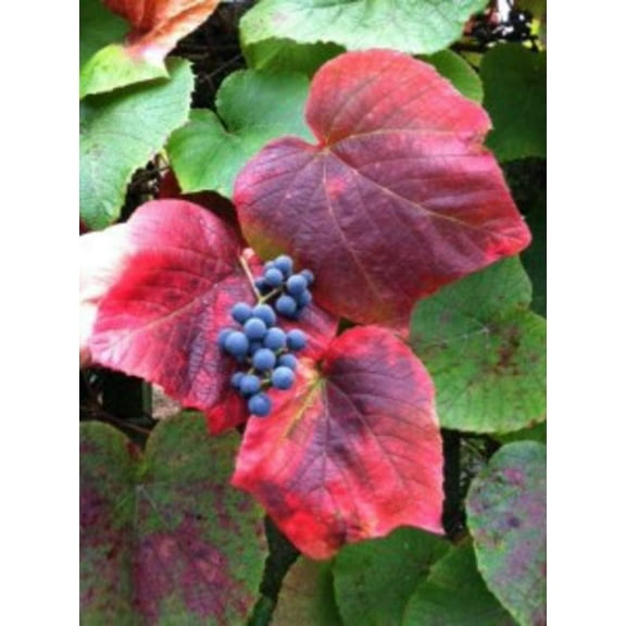 10 Crimson Glory Grape Vine Seeds for Planting - Vitis coignetiae