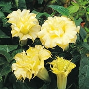 10 DBL Golden Queen Angel Trumpet Seeds
