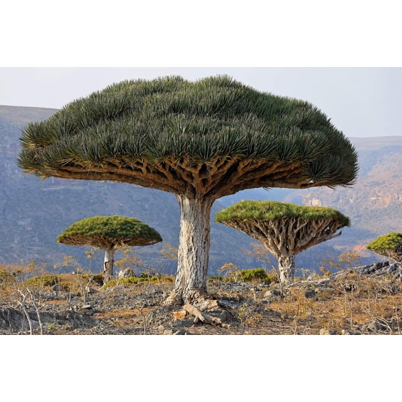 10 DRAGON TREE Dracaena Draco Canary Island Drago Blood Asparagus Yucca Evergreen Succulent Houseplant Orange Berry White Flower Seeds