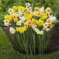 thumbnail image 1 of 10 Daffodil Mixture - Narcissus Large Giant Mixture - Ships from Iowa, USA, 1 of 1