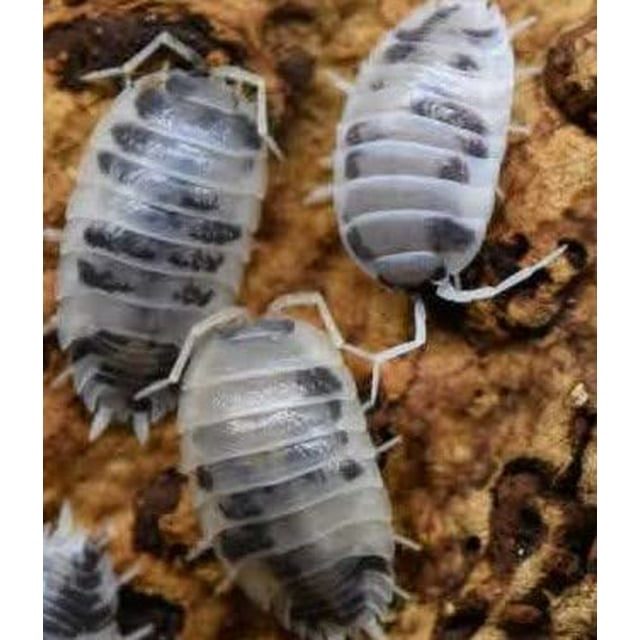 (10) Dairy Cow Isopods Porcellio, laevis Pet Food, Clean up Crew, Composters, Reptiles