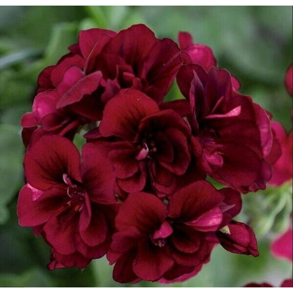 10 Dark Burgundy Geranium Seeds Hanging Basket Perennial Flowers Seed Flower 323