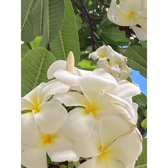 10 White Yellow Plumeria Seeds  Fragrant Frangipani Tropical Flower Tree  Garden or Container Plant