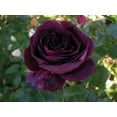 thumbnail image 1 of 10 Dark Purple Rose Seeds Flower Bush Perennial Shrub Flowers Seed 1256, 1 of 12