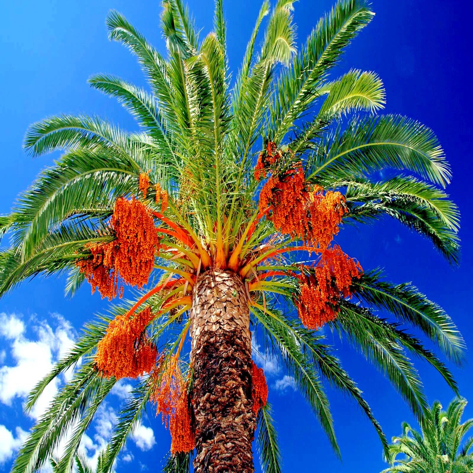 10 Date Palm Tree Seeds (Phoenix dactylifera) Edible Fruit Plant Hardy to Zone 8