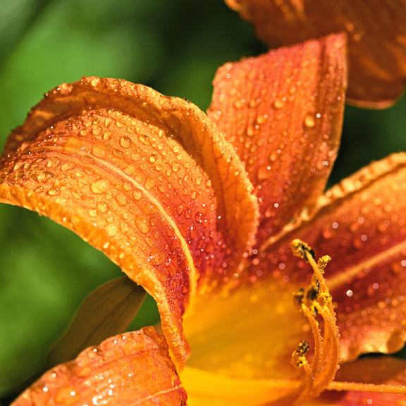 10 Daylily Daylily Bare Roots, Vibrant Blooms,