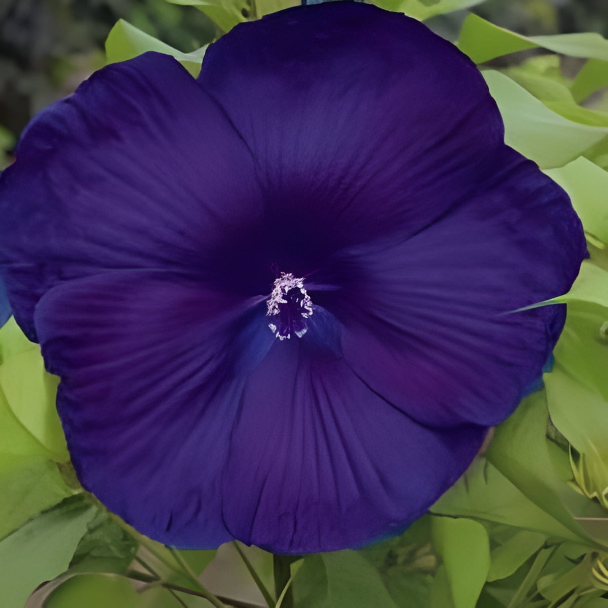 Saavy Seeds, 10+ Dinnerplate Hibiscus Perennial Flower Seeds, Huge