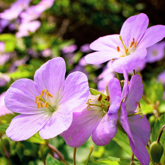 10 Dormant Wild Geranium Roots, Live Geranium Maculatum Bare Roots Systems for Gardening, Fragrant Purple Flowers