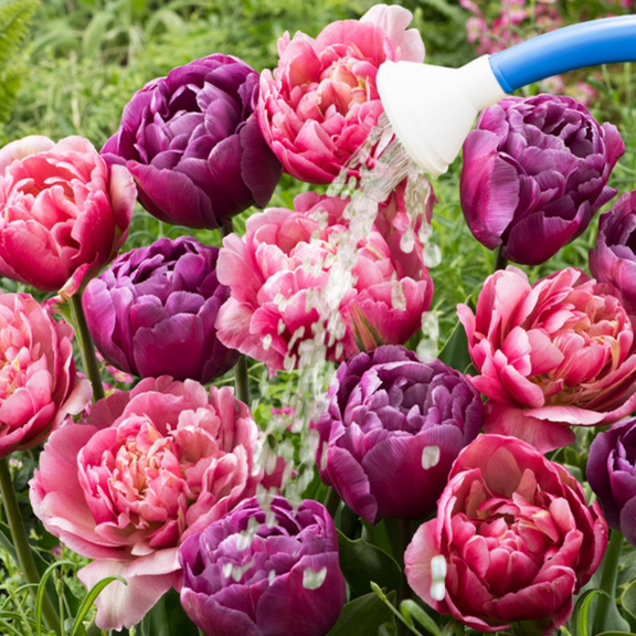 10 Double Peony Tulip Mixed Bulbs, Peony Tulip Bulb, Suitable for Planting Outdoor Garden