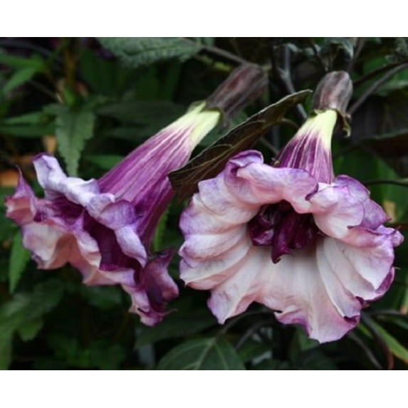 10 Double Purple Angel Trumpet Seeds