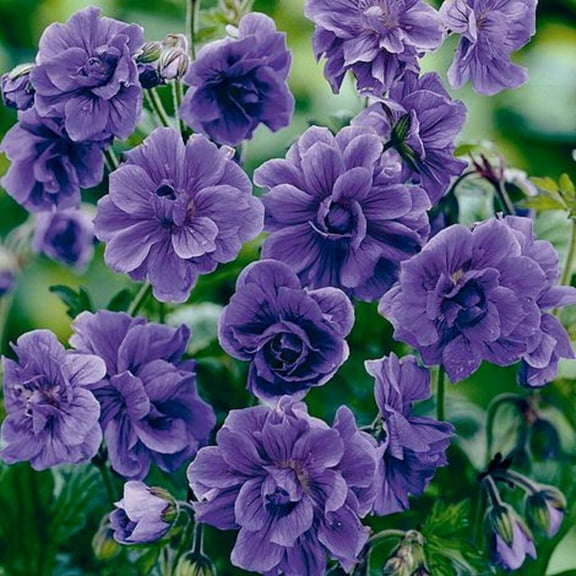 10 Double Purple Geranium Seeds Flowers Perennial Flower Seed 527 US SELLER
