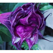 10 Double Queen Rose Angel Trumpet Seeds