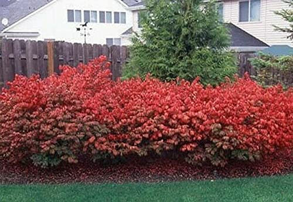 10 Dwarf Burning Bushes Live Plants 410" Tall Seedlings Hardy