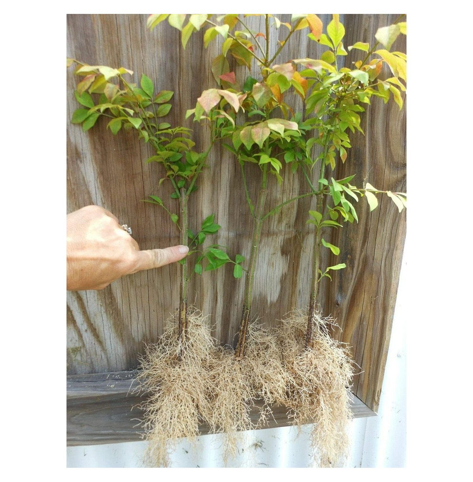 10 Dwarf Burning Bushes Live Plants 410" Tall Seedlings Hardy