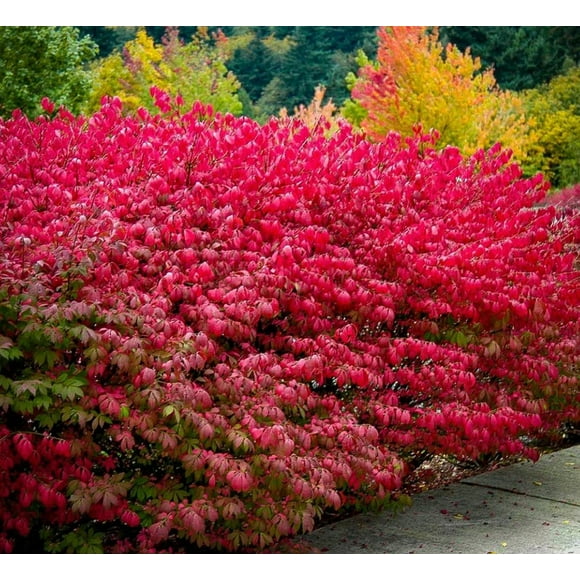 10 Dwarf Burning Bushes Live Plants 6-12" Tall - Euonymus Alatus - Hardy Red Shrubs - Bare Root Saplings Outdoor Garden