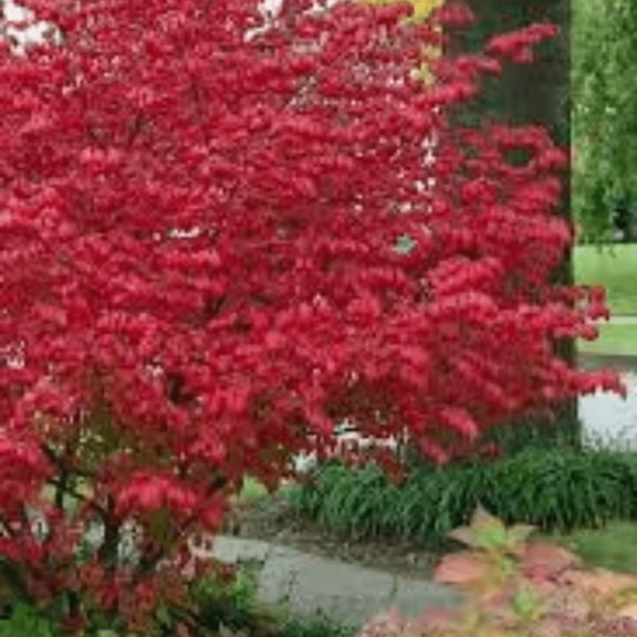 10 Dwarf Burning Tree, Burning Bush Live Plant 4'' Tall, Ideal for Planting Outdoor