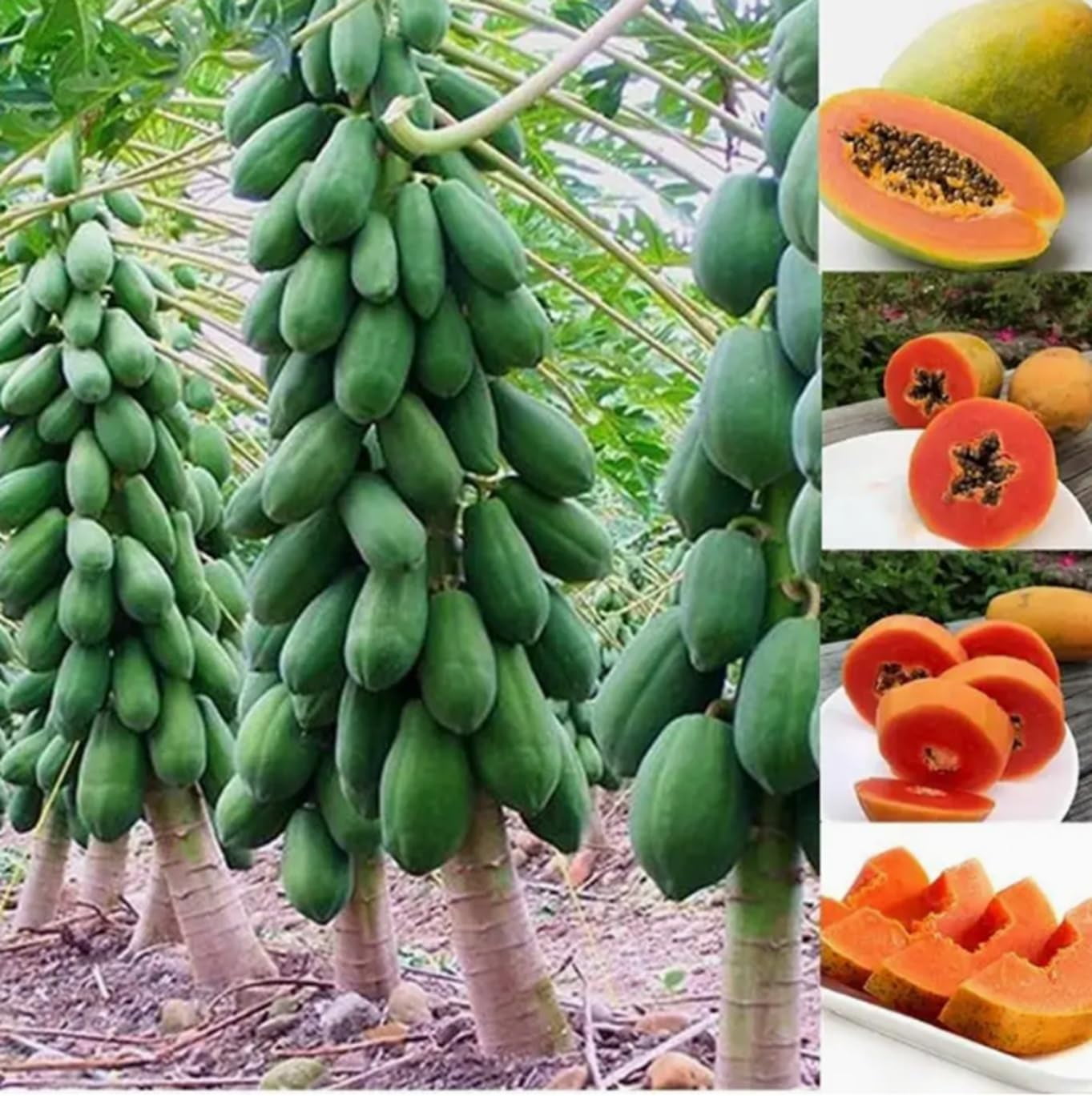 10 Dwarf Papaya Seed Sweet Fruit Tree Seeds for Planting - Walmart Business  Supplies