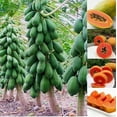 thumbnail image 1 of 10 Dwarf Papaya Seed Sweet Fruit Tree Seeds for Planting, 1 of 2