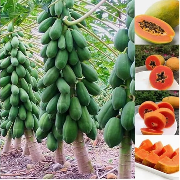 10 Dwarf Papaya Seed Sweet Fruit Tree Seeds for Planting