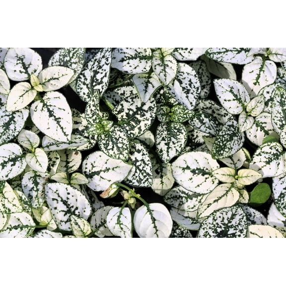 10 Dwarf WHITE POLKA DOT PLANT Splash Select Hypoestes Phyllostachya Flower Houseplant Seeds