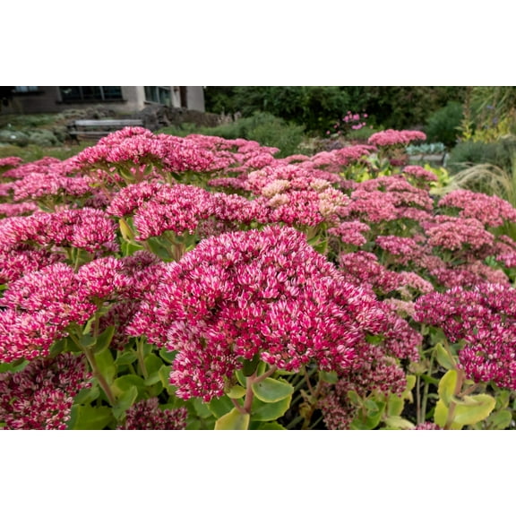 10 EMPEROR'S WAVE SEDUM Red Upright Telephium Succulent Flower Rock Garden Seeds