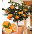 thumbnail image 1 of 10 Edible Fruit Orange Tree Seeds, Bonsai Citrus Orange Tree Seeds, 1 of 8