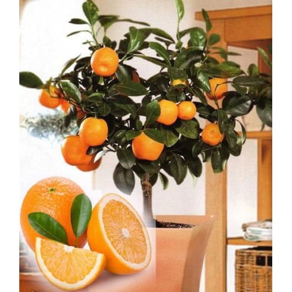 10 Edible Fruit Orange Tree Seeds, Bonsai Citrus Orange Tree Seeds