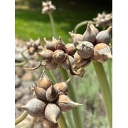 10 Egyptian Walking Onion Bulbs for Planting, Tree Onion Bulbs Egyptian Walking Tree Onions Bulblets