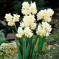 thumbnail image 1 of 10 Erlicher Narcissus - Indoor Narcissus: Nice, Healthy Bulbs for Holiday Forcing!!, 1 of 4
