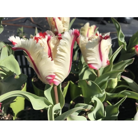 10 Estella Rijnveld Tulip Bulbs - Tulipa Parrot